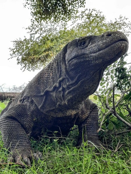 Komodo Dragon