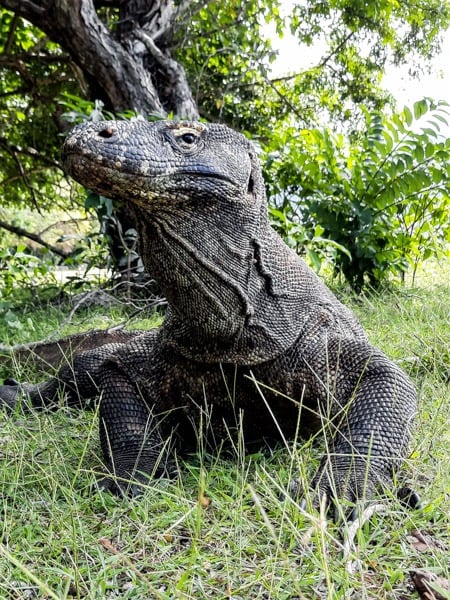 Komodo Dragon