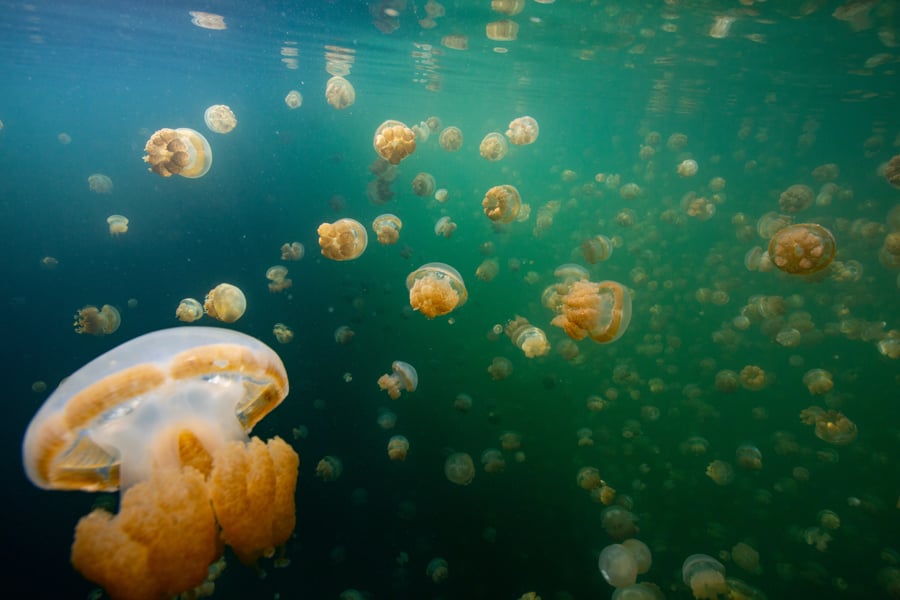 Jellyfish Lake