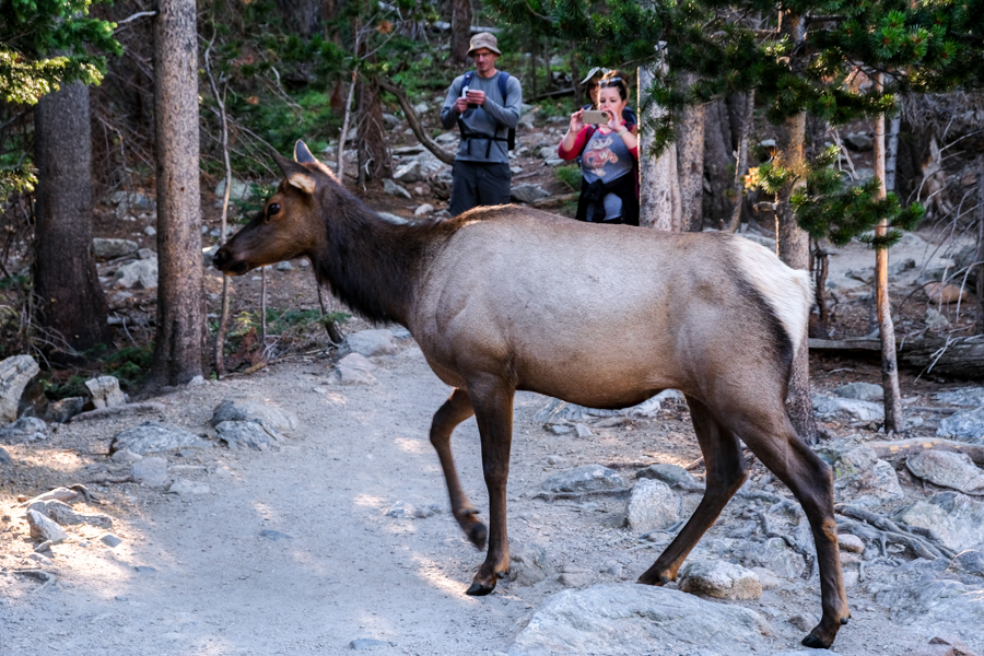 Nymph Lake Elk Animal