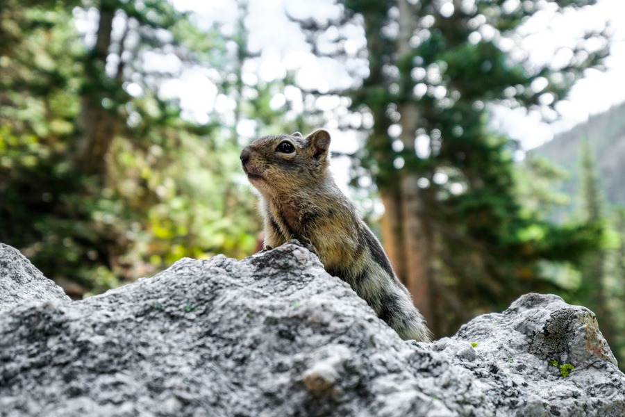 Chipmunk animal