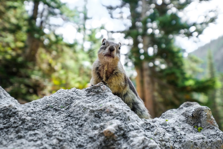 Chipmunk animal