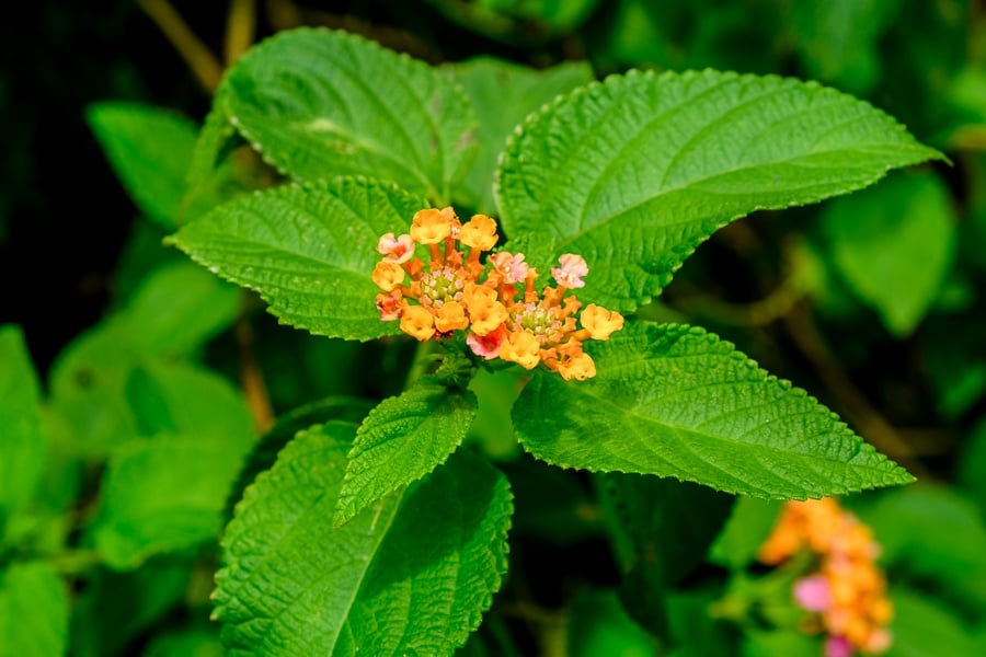 Tiny orange flowers in Nusa Penida, Bali