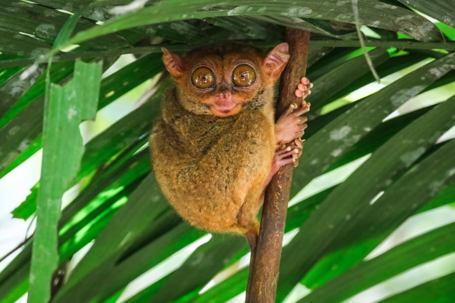 Bohol Philippines Island Travel Guide Tarsier