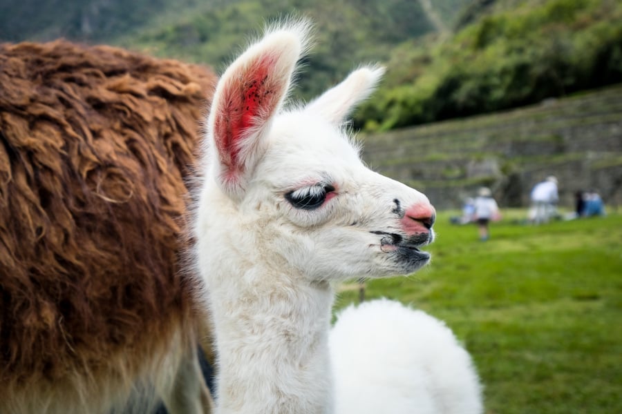 Baby Llama Llamas