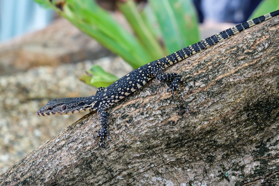 Baby Monitor Lizard Animal Wildlife