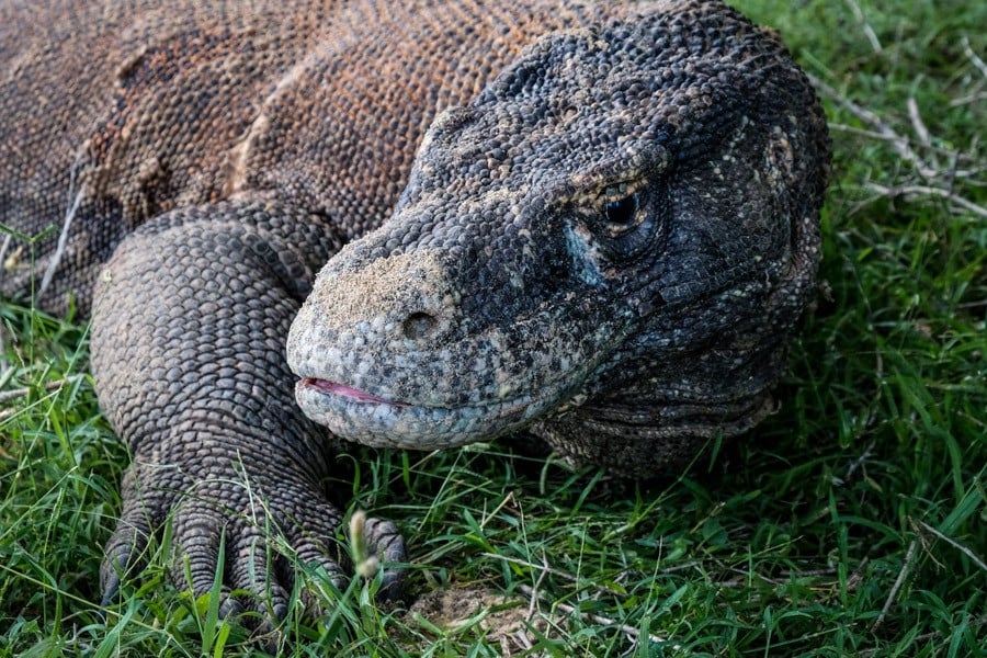 Komodo Island Dragon In Komodo National Park Indonesia