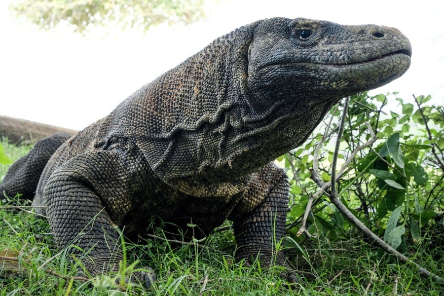 Komodo Island Dragon In Komodo National Park Indonesia