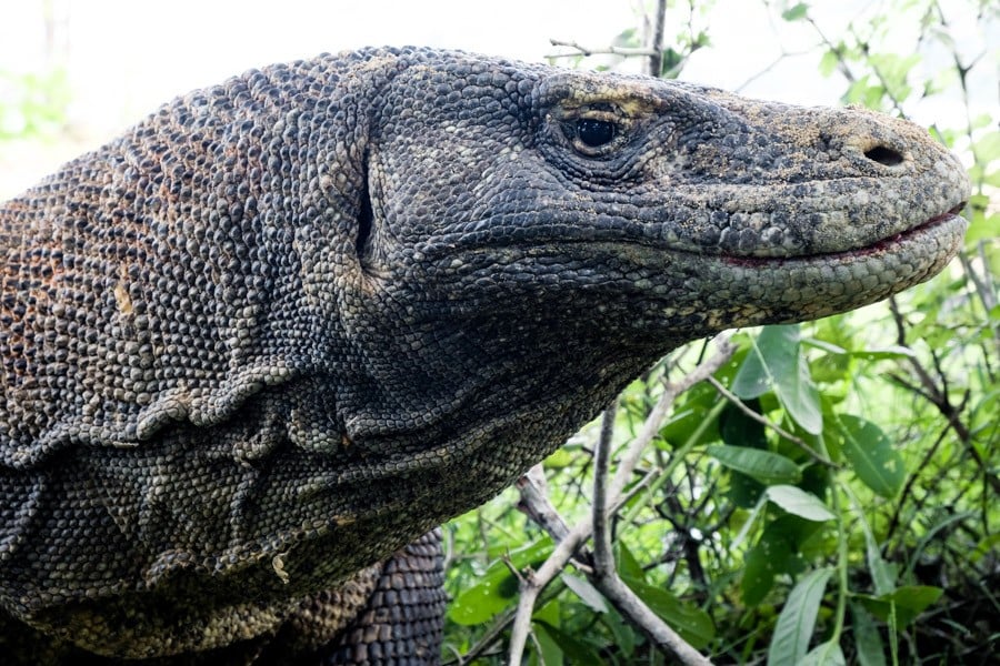 Komodo Island Dragon In Komodo National Park Indonesia