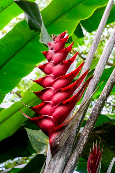 Waimea Valley Flower