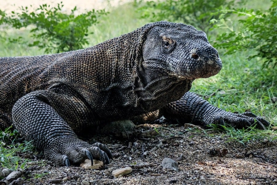 Komodo Dragon