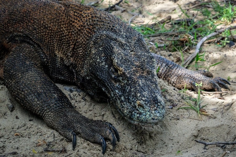 Komodo Dragon