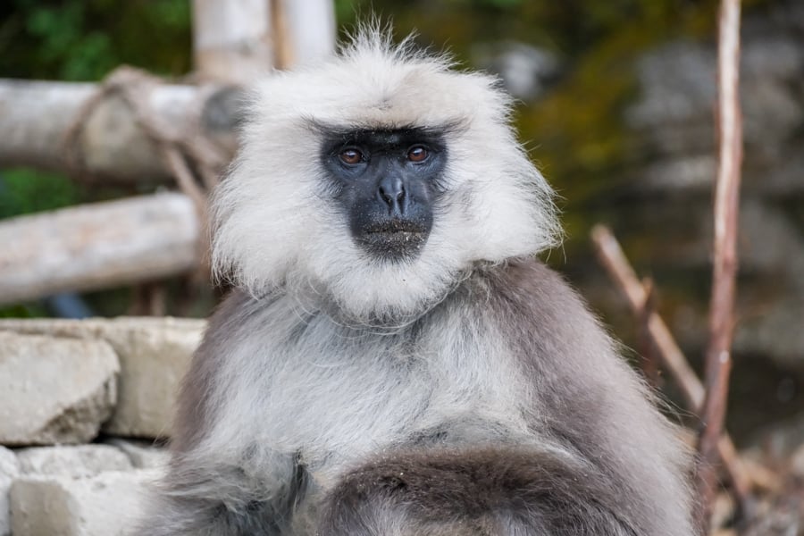 Grey Langur Monkey Wildlife