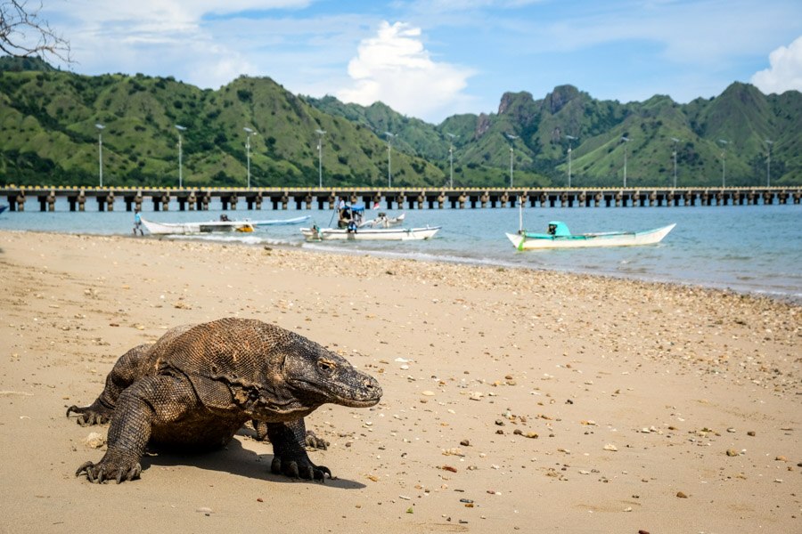 Komodo Island Dragon In Komodo National Park Indonesia