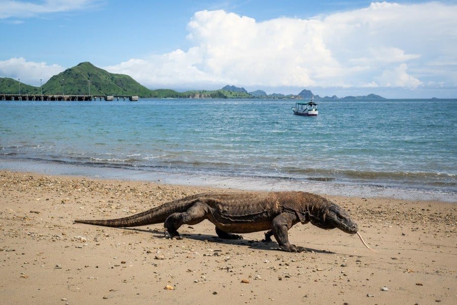 Komodo Island Dragon In Komodo National Park Indonesia