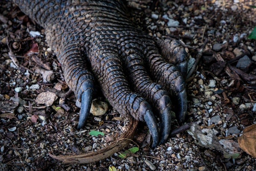 Komodo Dragon Claws