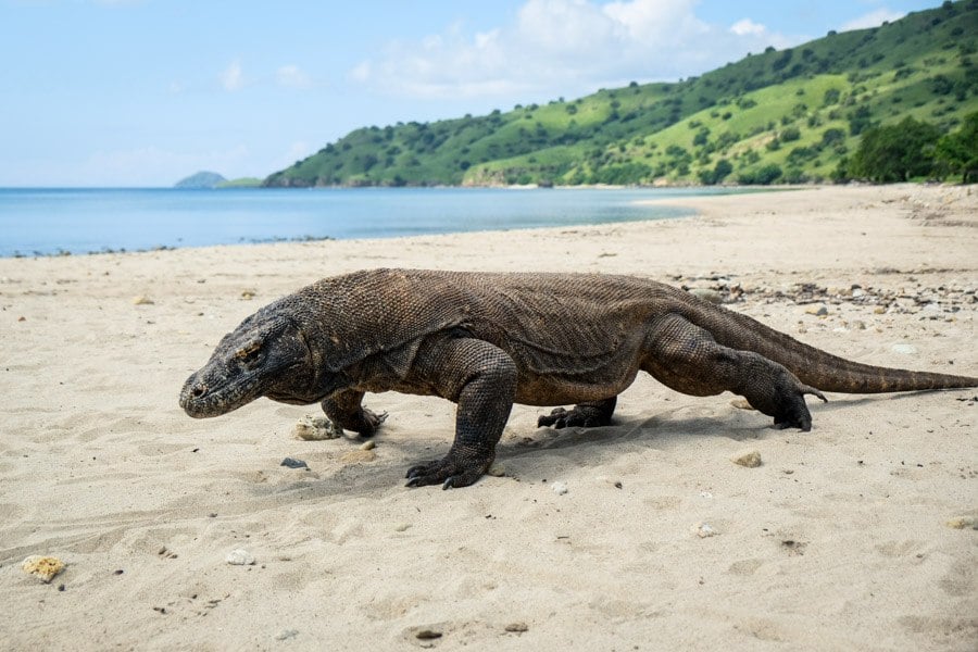 Komodo Island Dragon In Komodo National Park Indonesia