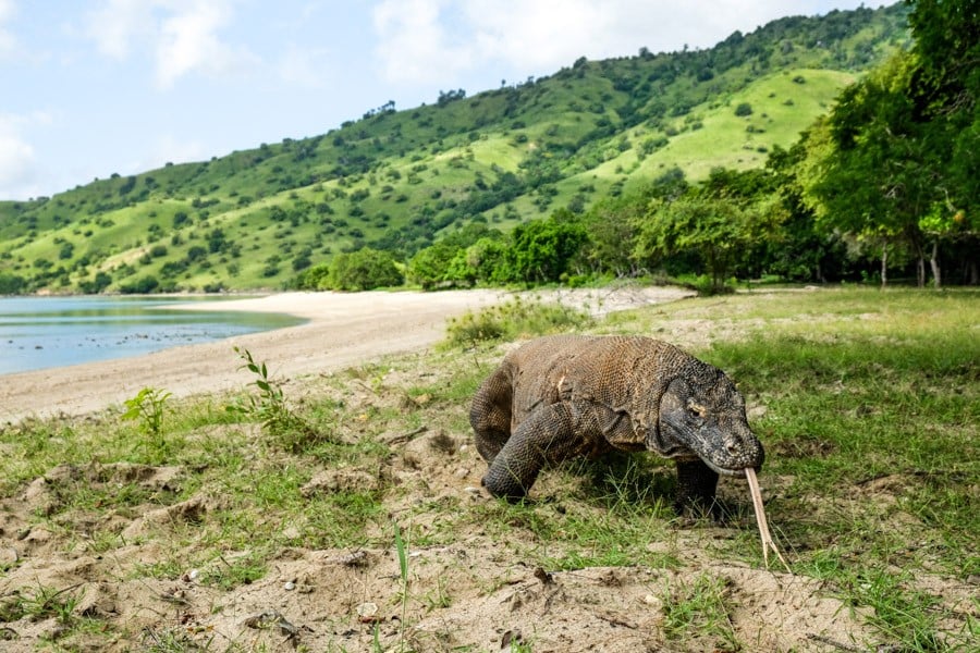 Komodo Island Dragon In Komodo National Park Indonesia