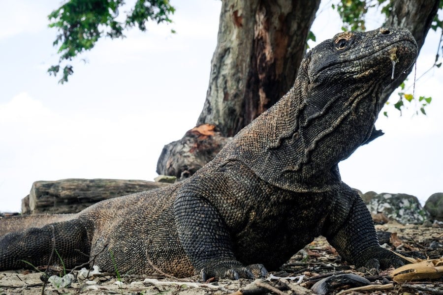 Komodo dragon