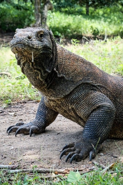 Komodo Dragon