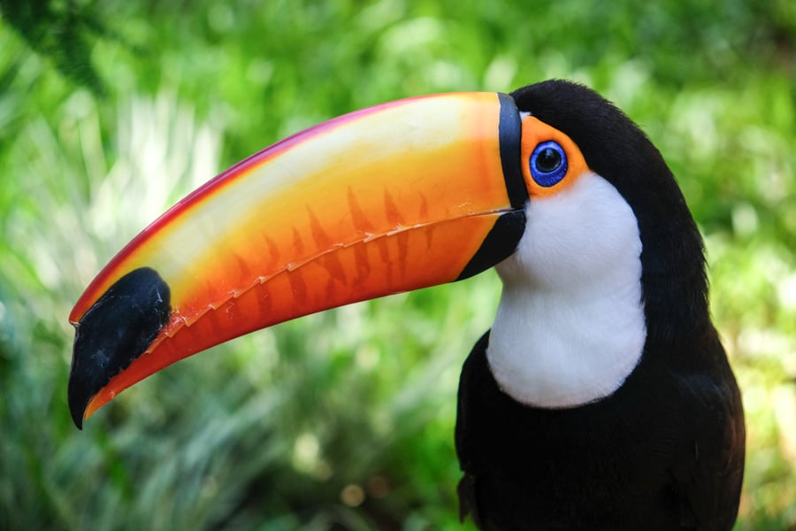 Brazil Bird Park Parque Das Aves Wildlife Toucan Animal