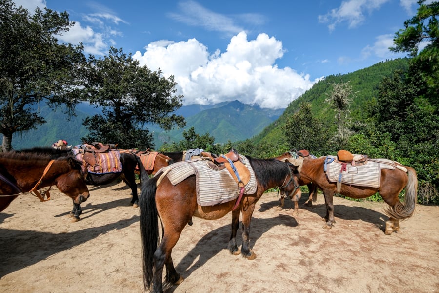 Horses Ponies