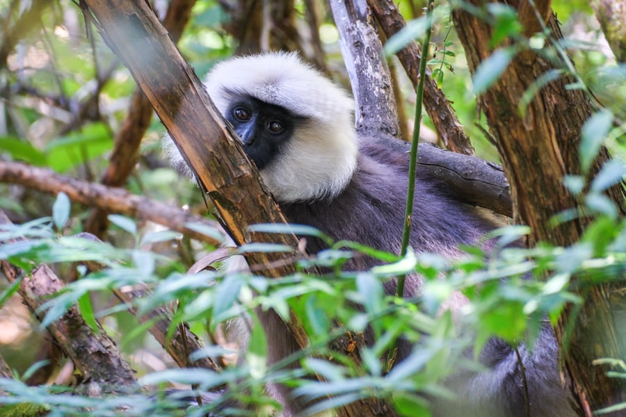 Tarai Grey Gray Langur Monkey Bhutan