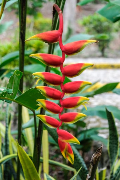 Exotic Tropical Flower Plant