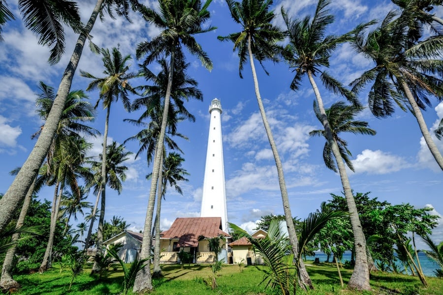 lengkuas palms