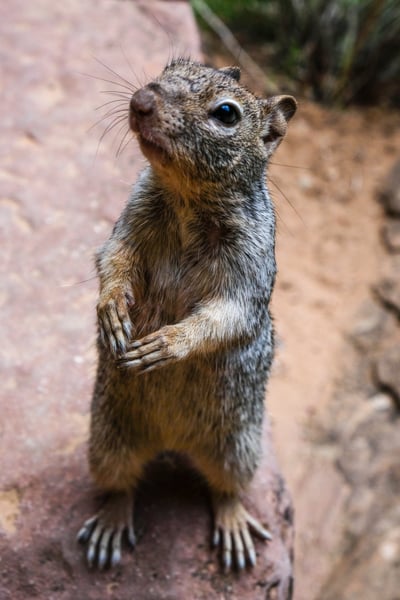 Squirrel Animal Wildlife Riverside Walk