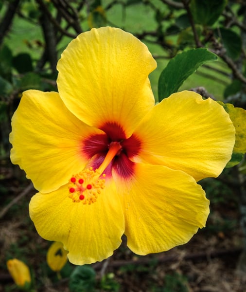 Yellow Hibiscus Flower