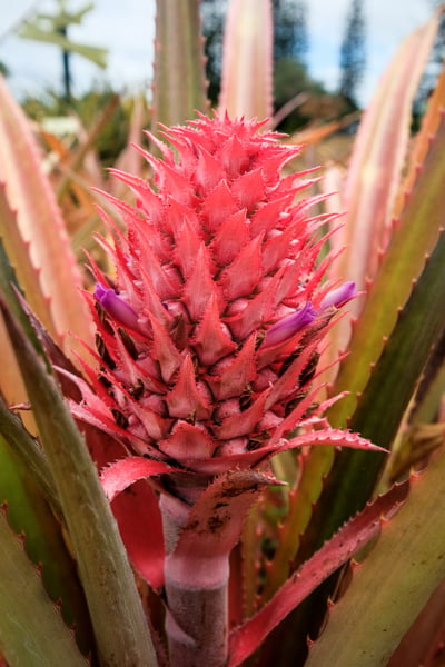 Red Pineapple