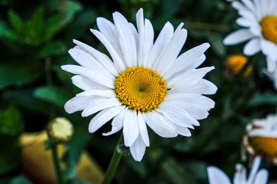 White flower