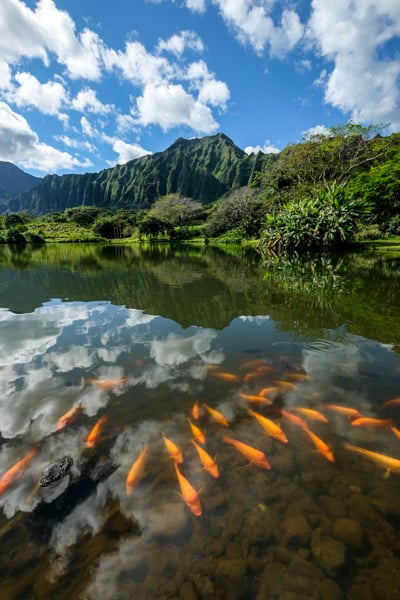 Best Hikes In Oahu Hawaii Top Oahu Hiking Trails Hoomaluhia Botanical Garden