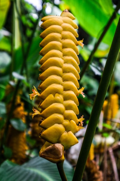 Likeke Falls Rattlesnake Ginger