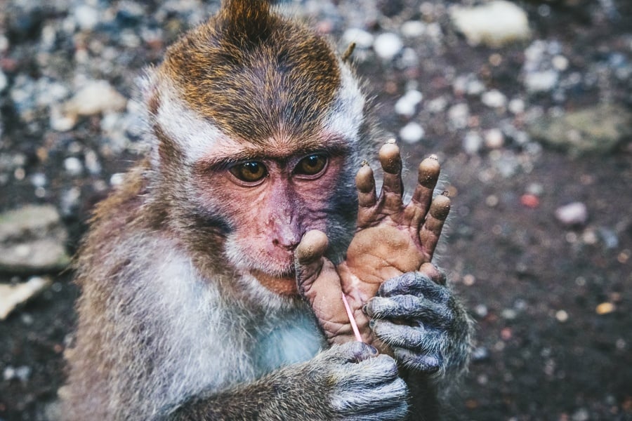 Baby monkey at the Ubud Monkey Forest in Bali