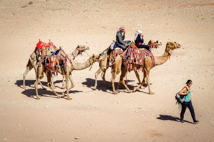 Camel rides