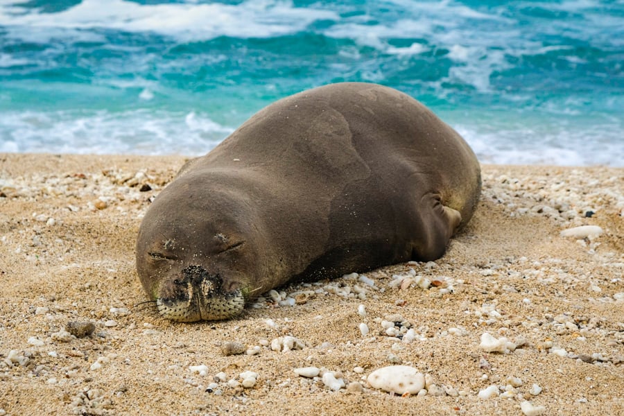 Hawaiian Monk Seal