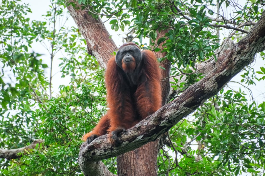 Orangutan Tanjung Puting National Park Kalimantan Borneo Wildlife Indonesia