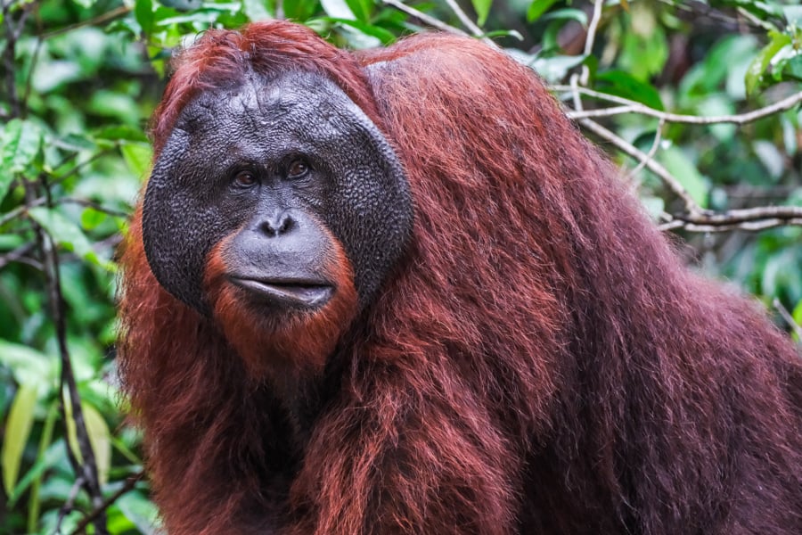 Orangutan Tanjung Puting National Park Kalimantan Borneo Wildlife Indonesia