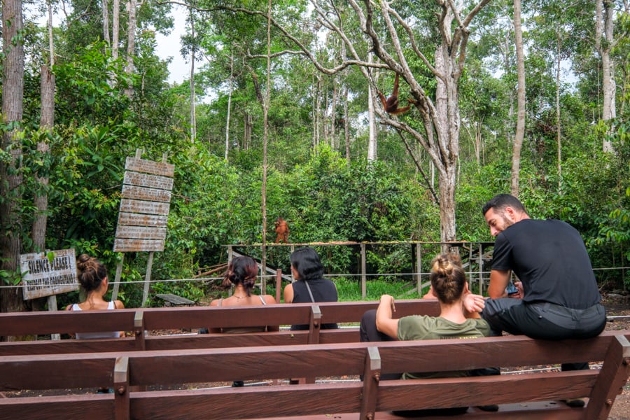 Camp Leakey Feeding Station Platform