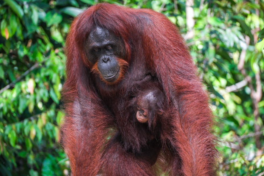 Orangutan Tanjung Puting National Park Kalimantan Borneo Wildlife Indonesia