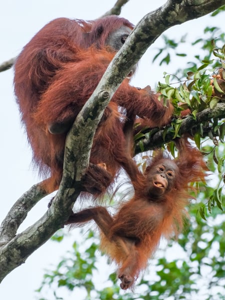 Orangutan Tanjung Puting National Park Kalimantan Borneo Wildlife Indonesia