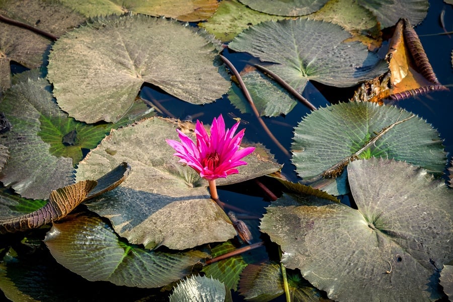 Pink lotus flower