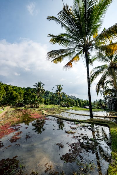 Banyuatis path terraces