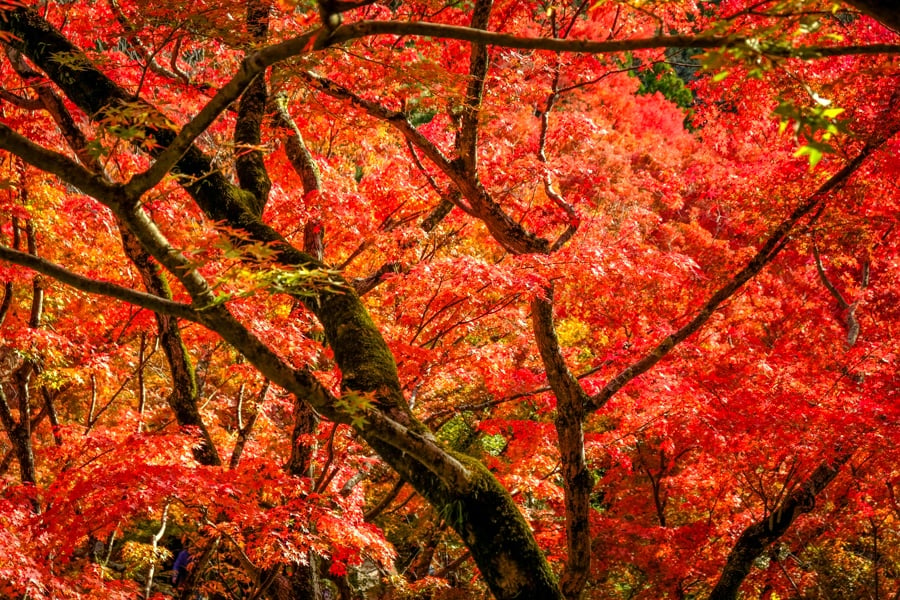 red fall colors