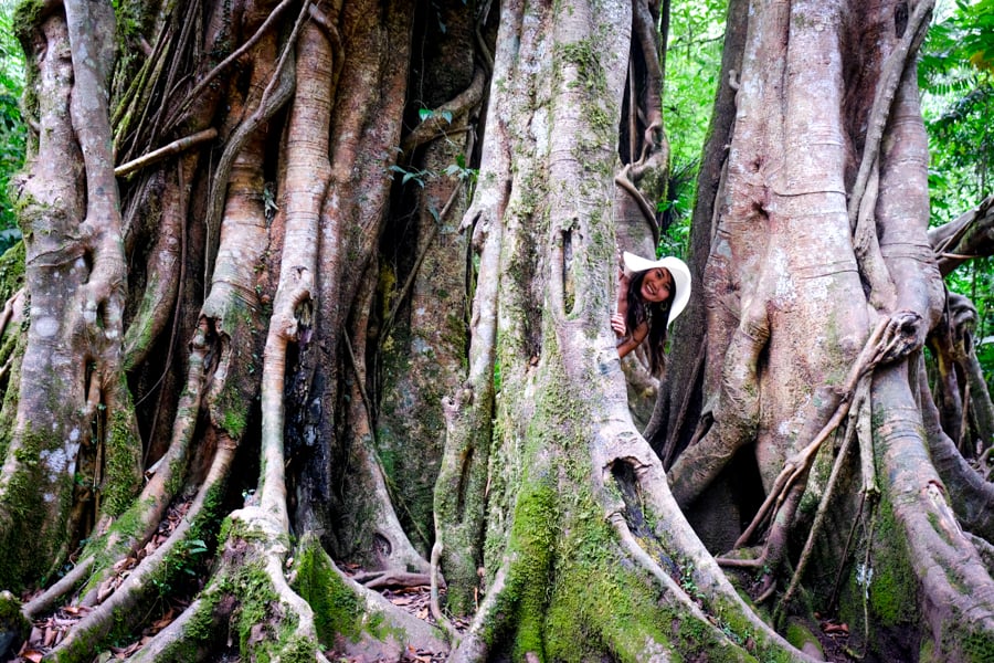 Bali Botanical Garden Bedugul Tree