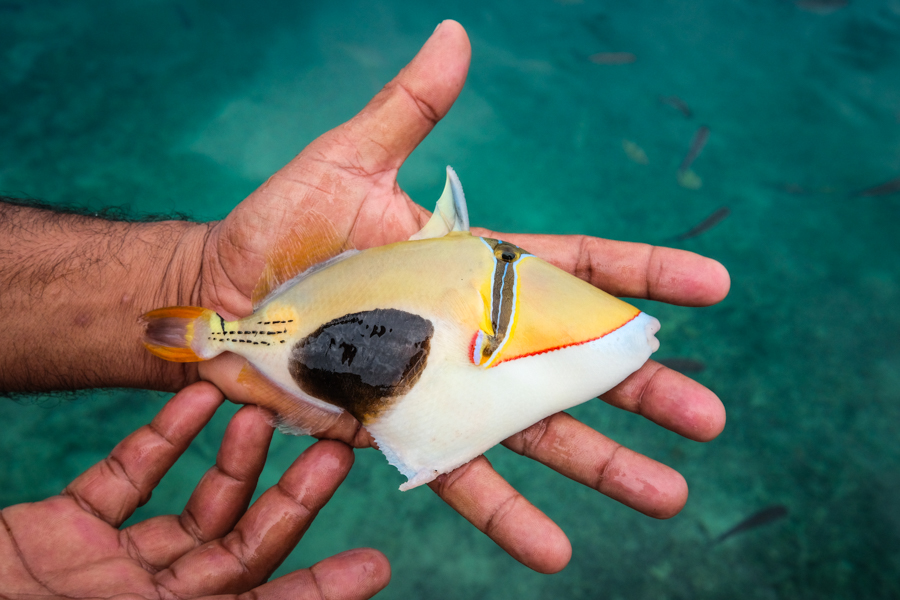 Reef triggerfish