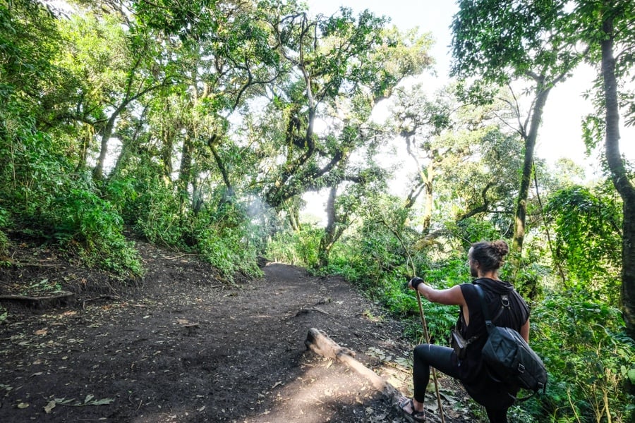 Jungle Forest Path