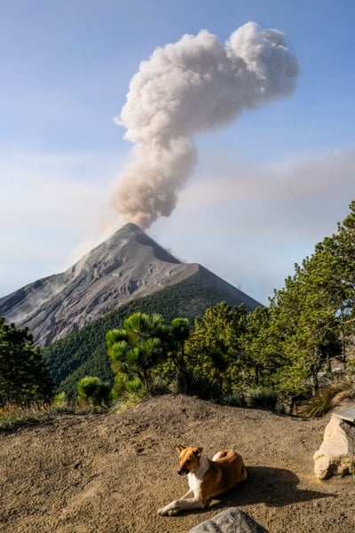 Dog eruption base camp